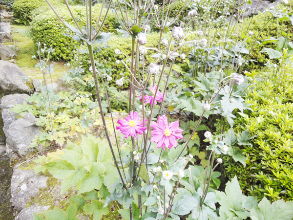 20140921-syuu3.jpg