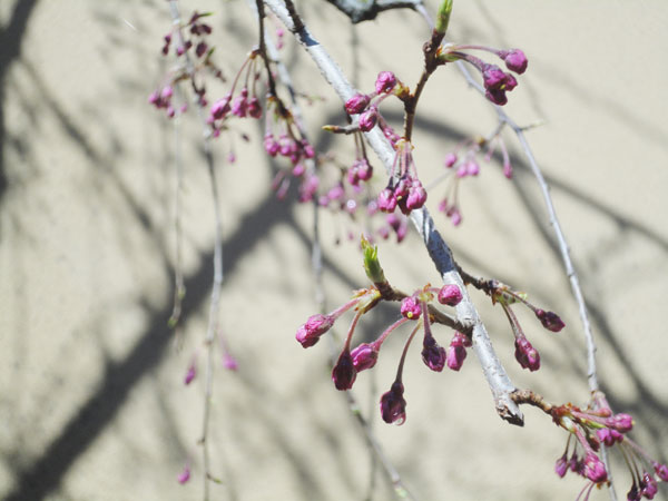 20150328-tsubomi.jpg