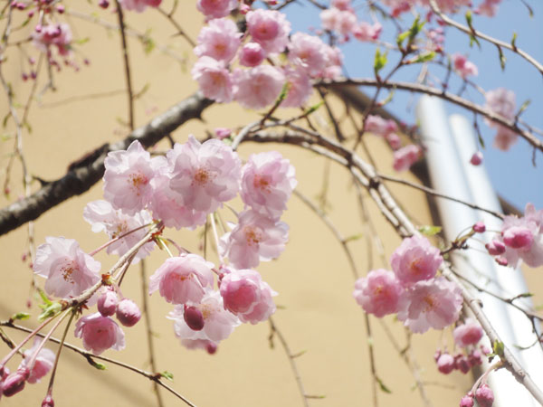 20150330-sakura4.jpg