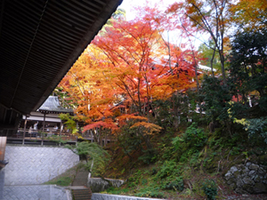 20101205-momiji.jpg