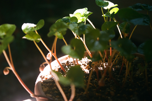 20110506-110507_2.jpg