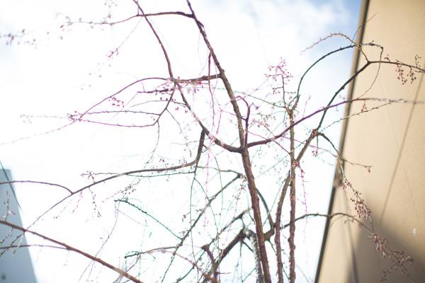 20150325-sakura.jpg
