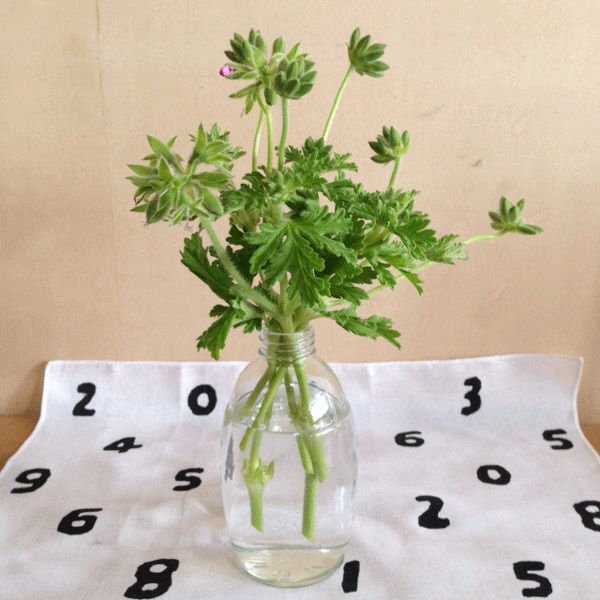 20150510-midori.jpg