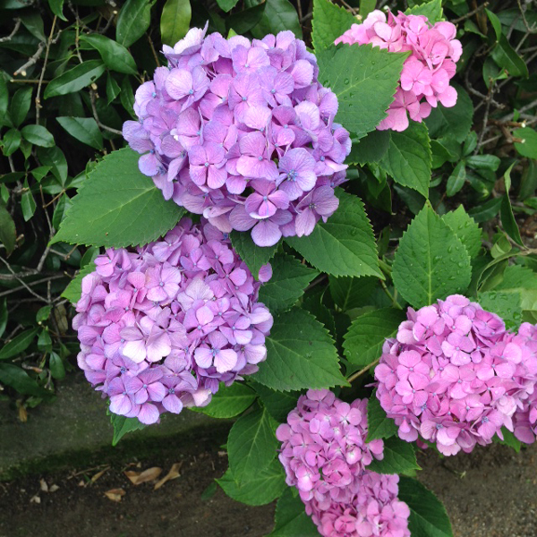 20150625-ajisai-1.jpg