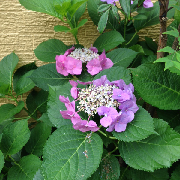 20150625-ajisai-4.jpg