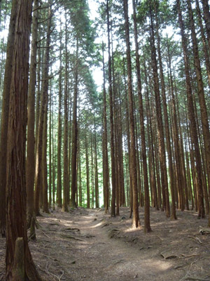 20110527-kore2.jpg
