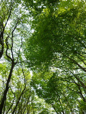 20110527-kore3.jpg