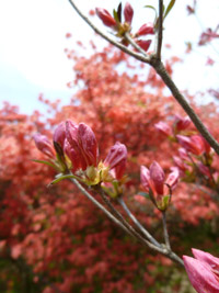 20110527-kore6.jpg