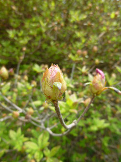 20110527-kore7.jpg