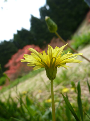 20110527-tanpopo.jpg