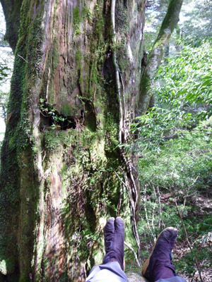 20120311-nekorobujikatabi.jpg