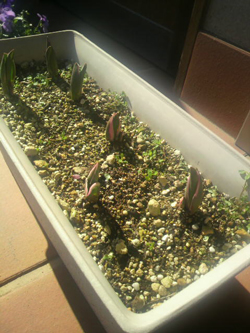 20120315-P1000087s.jpg