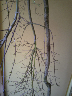 20120315-P1000096s.jpg
