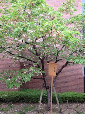 20120423-IMG_0473d.jpg