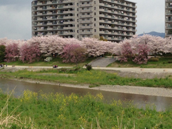 20140430-sayoko2.jpg