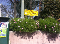 20120327-hanakage.jpg
