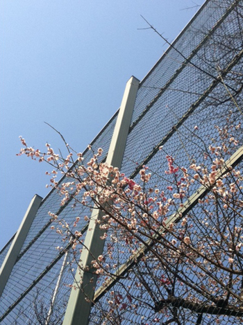 20120327-sakura.jpg