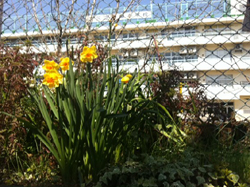 20120327-suisen.jpg
