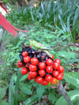 20130810-IMG_2781.jpg