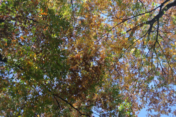 20131121-iroiro4.jpg