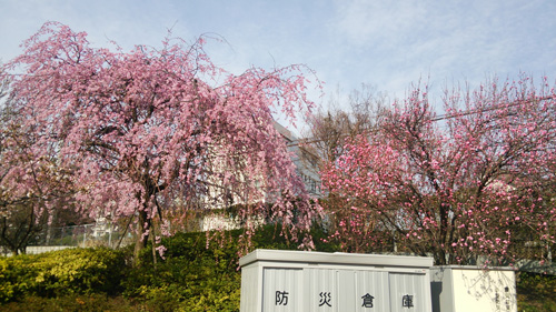 20140329-DSC_0263.JPG