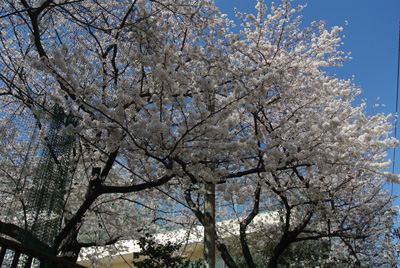 20140331-5.jpg 20140331-5.jpg