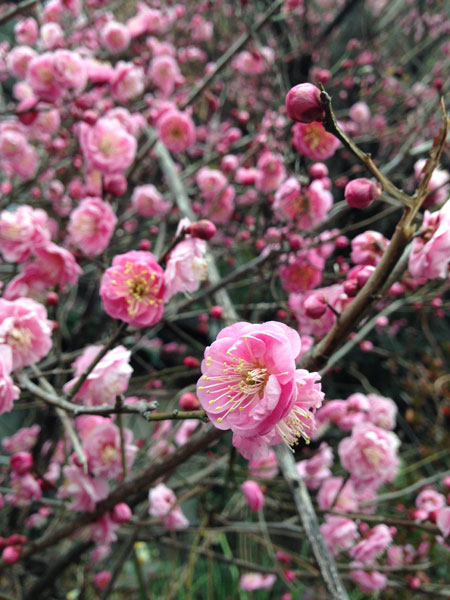 20150208-komiy.jpg