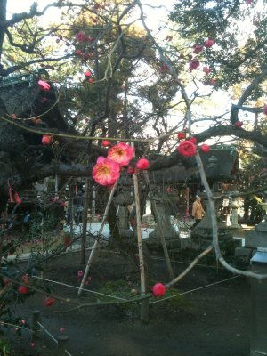 20110204-010.JPG