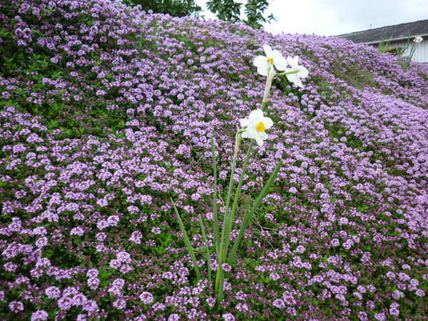 20110424-siba1.jpg