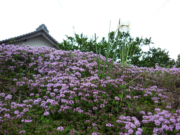 20110424-siba5.jpg