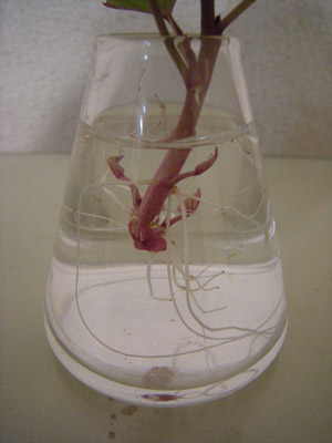 20110919-ねっこ.jpg