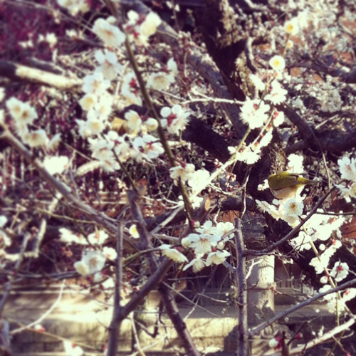 20140321-kitano2.jpg