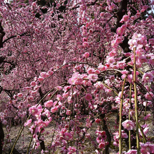 20140321-minami1.jpg