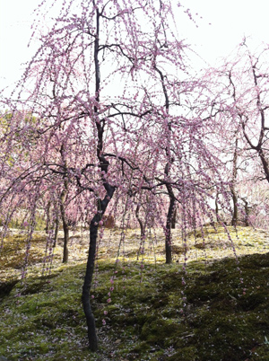 20140321-minami2.jpg