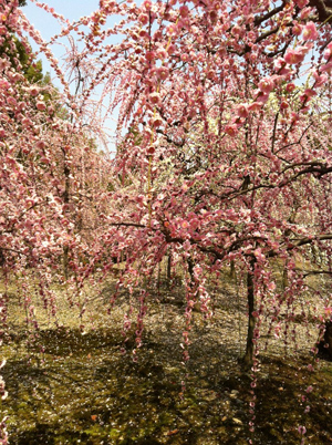 20140321-minami4.jpg