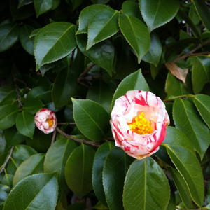 20140321-tubaki.jpg