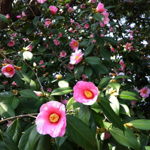 20140321-tubaki2.jpg