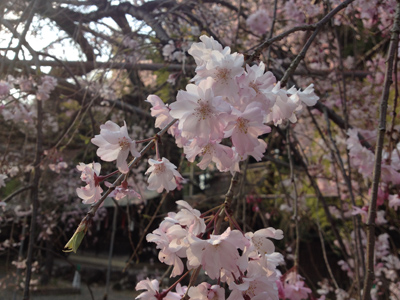 20140414-IMG_9257.JPG