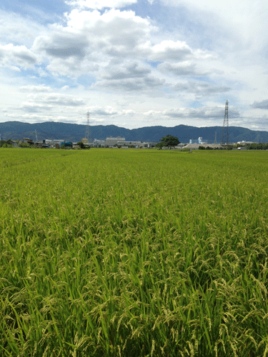 20140913-ishida-hatake.gif
