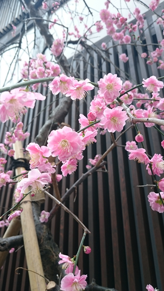 20150320-0320-2.jpg
