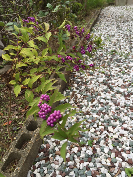 murasakishikibu2