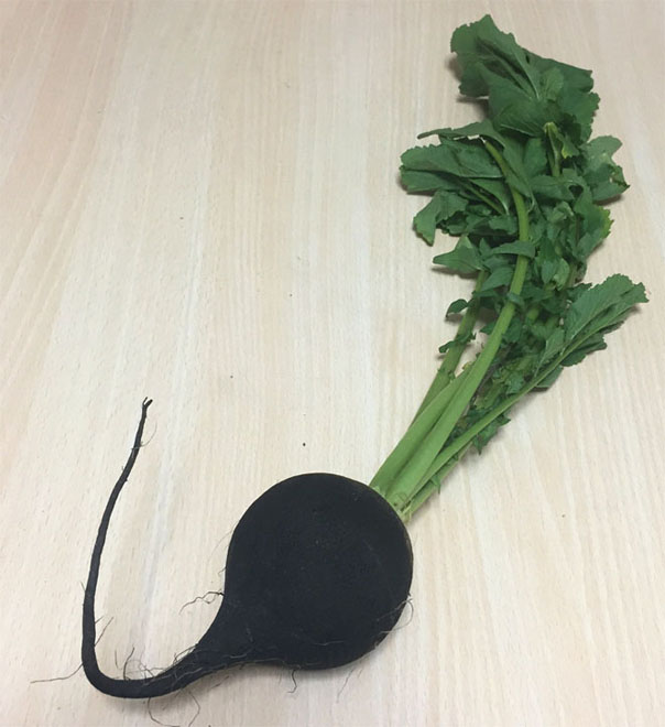 kurodaikon
