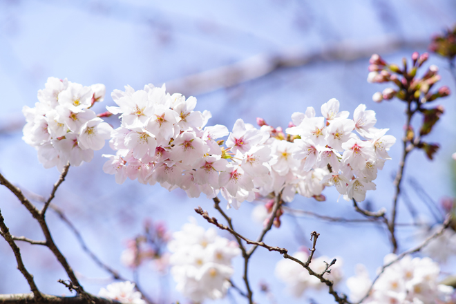20160327-DSC07003