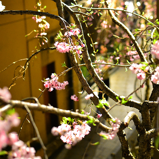 sakura