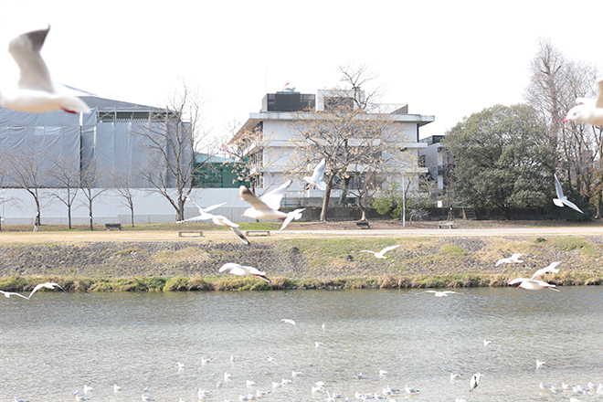 kamogawa