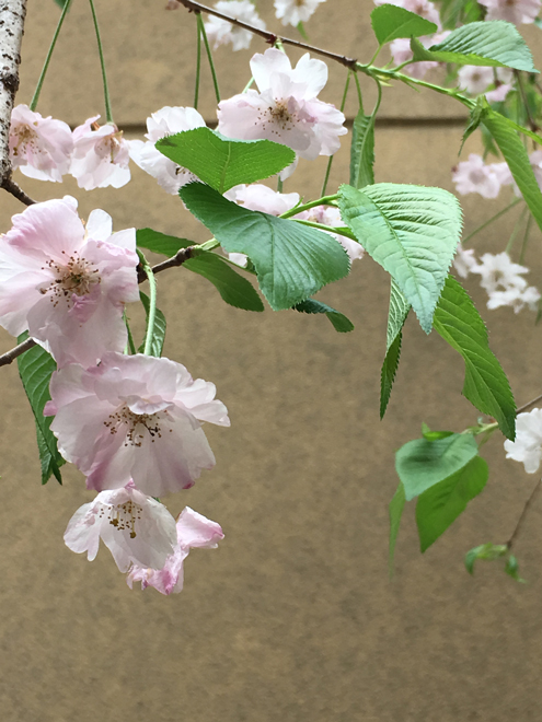 hazakura