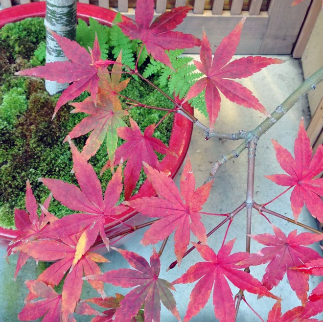 momiji