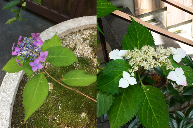 2017061603