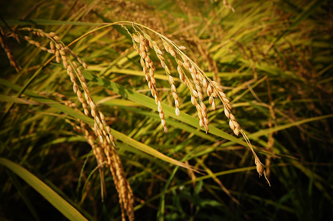 SONY DSC