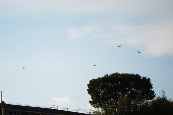 SONY DSC